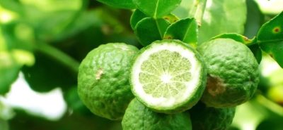Begamot, Earl Grey čaj s bergamotom