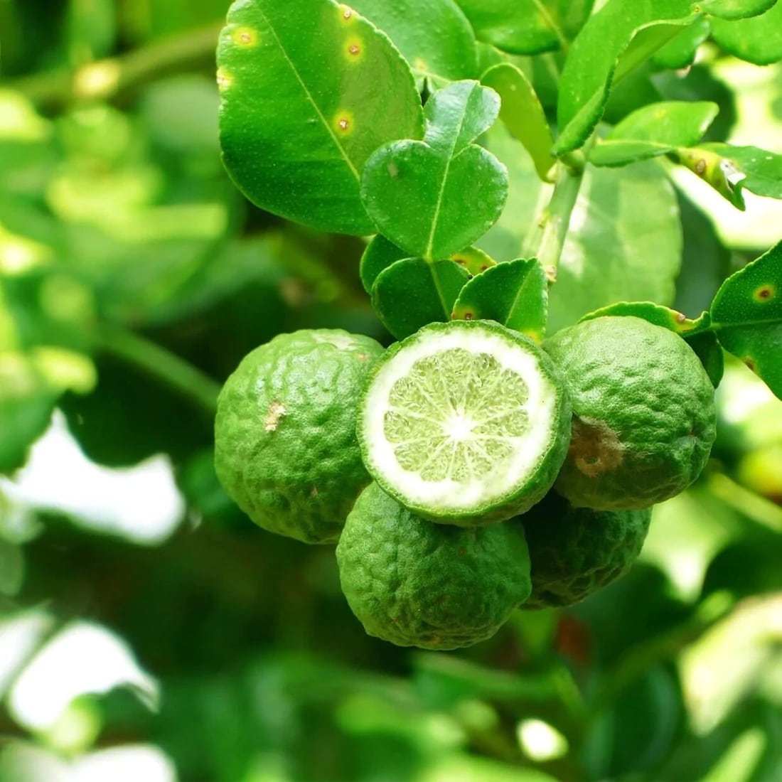 Begamot, Earl Grey čaj s bergamotom