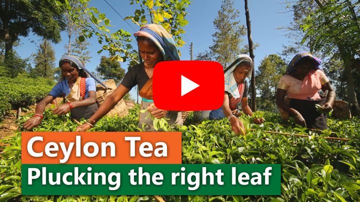 Video o zbere a výrobe kvalitného zeleného čaju