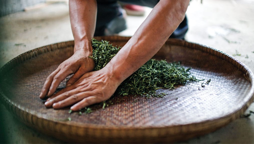 Rolovanie kvalitného zeleného čaju